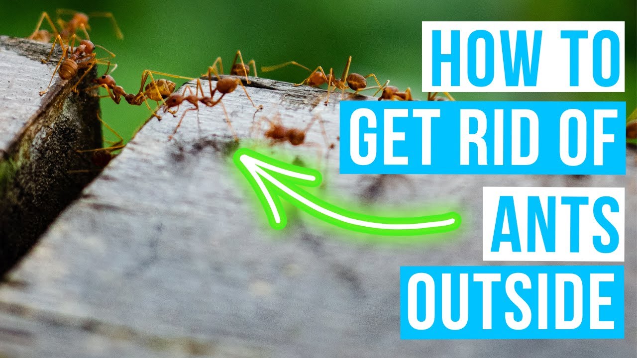 How to GET RID OF ANTS OUTSIDE | Proven tricks!