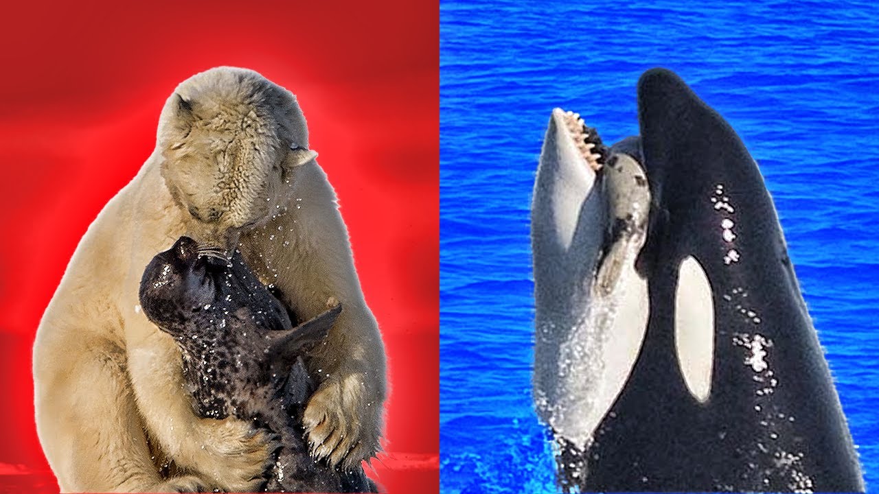 Underwater Brawls: Top 15 Sea Creatures Messing With the WRONG Opponent!