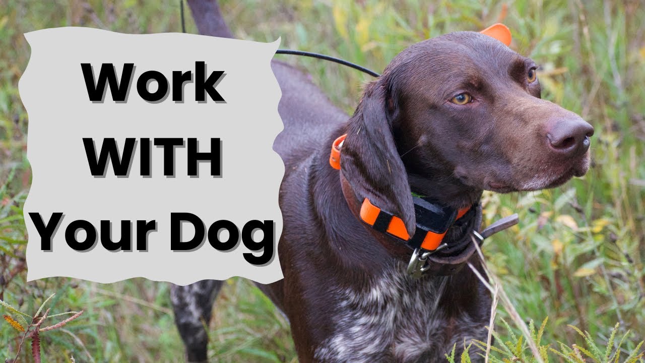 7 Stages of Bird Dog Development