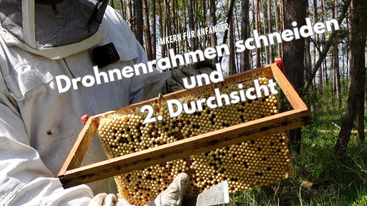 Horrorwoche für den Honig, 2. Durchsicht und Drohnenrahmen schneiden