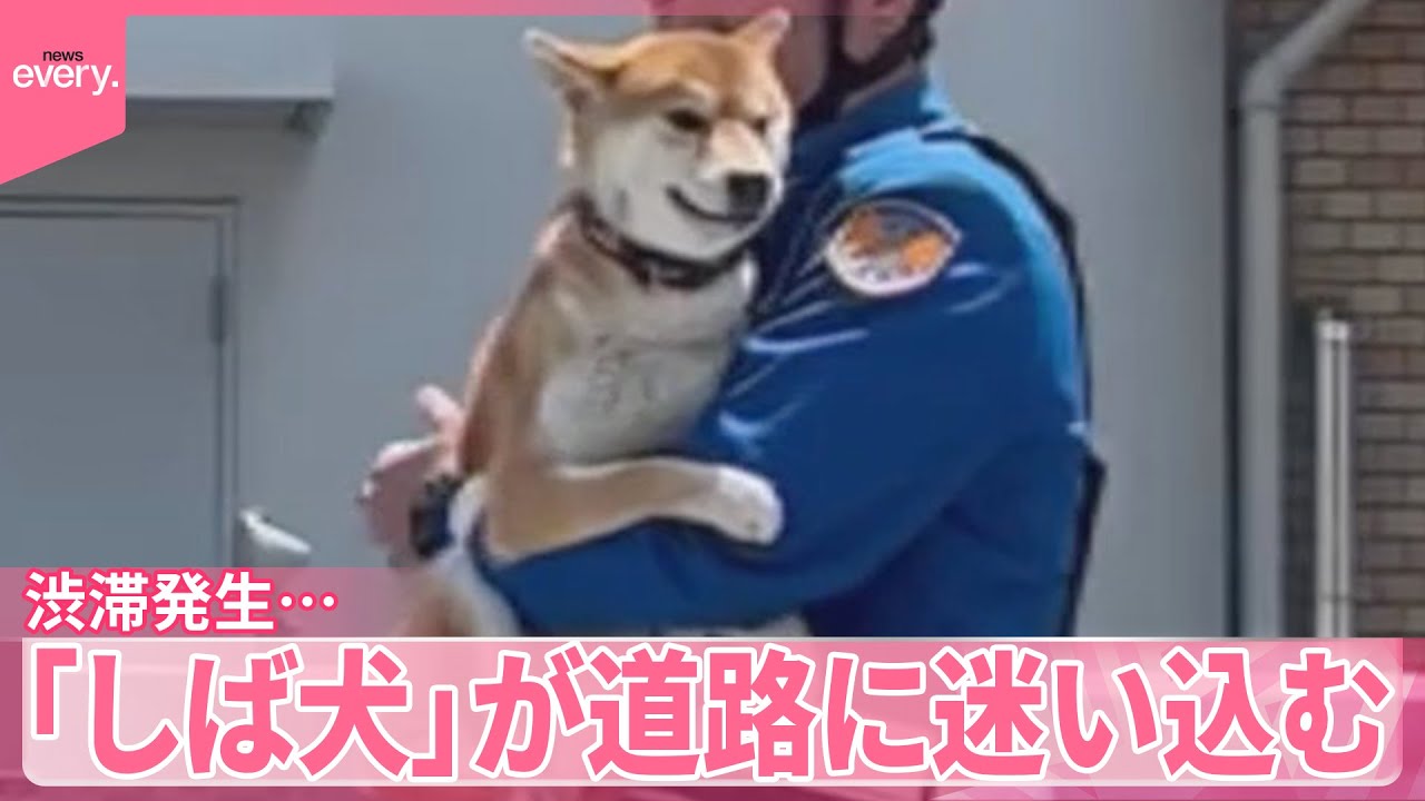 【「しば犬」】道路に迷い込む  渋滞発生...警察が保護