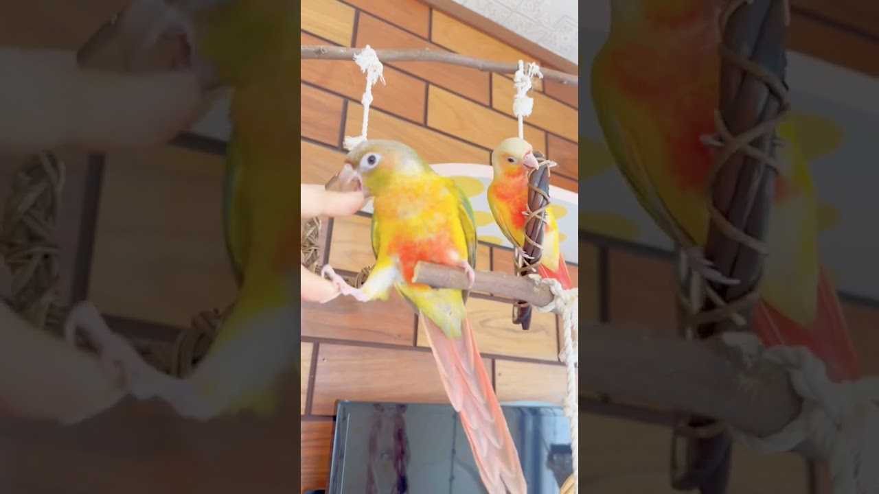 ウロコインコのはぐたん&めたりん♪めたりんの方が強い？！たまにケンカしてもなかよし♪