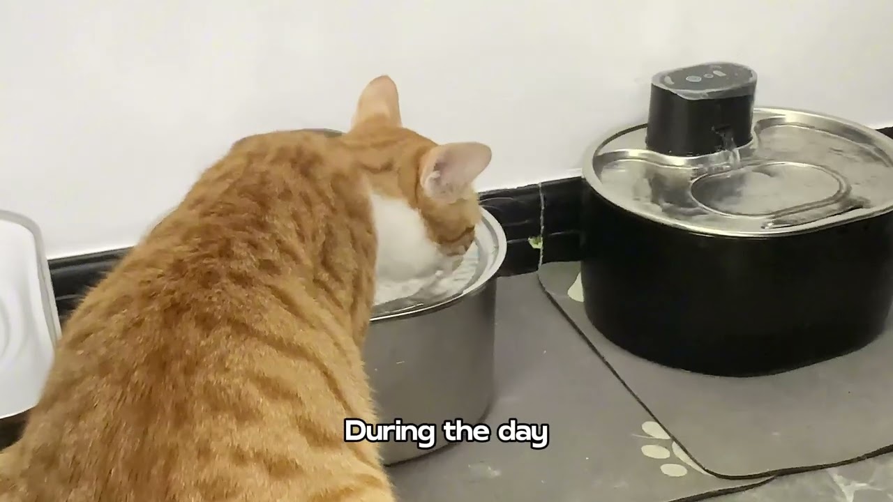 I Found the Quietest Cat Fountain Ever! | Virtulance No Pump Pet Water Fountain Review