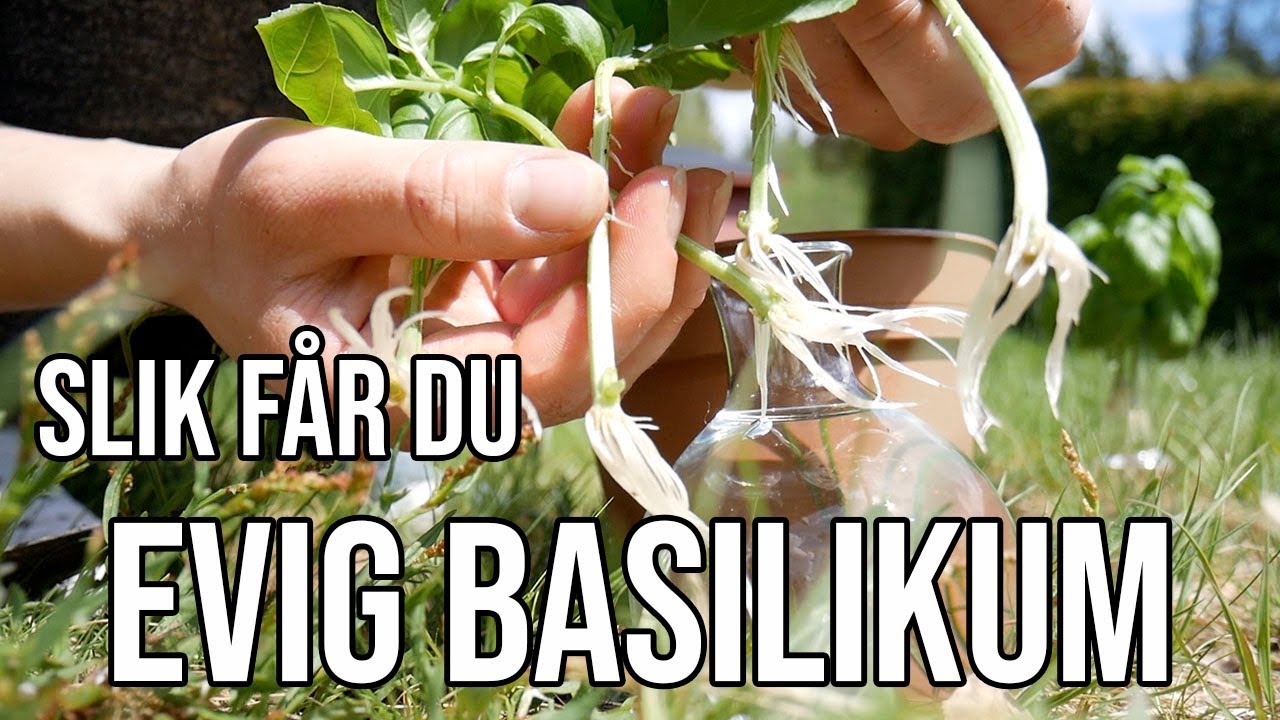 EVIG BASILIKUM fra urt kjøpt på matbutikk!