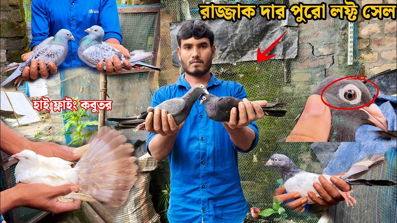 রাজ্জাক দার পুরো লফ্ট সেল | নিজে চোখে উড়ান দেখে পায়রা কিনুন 