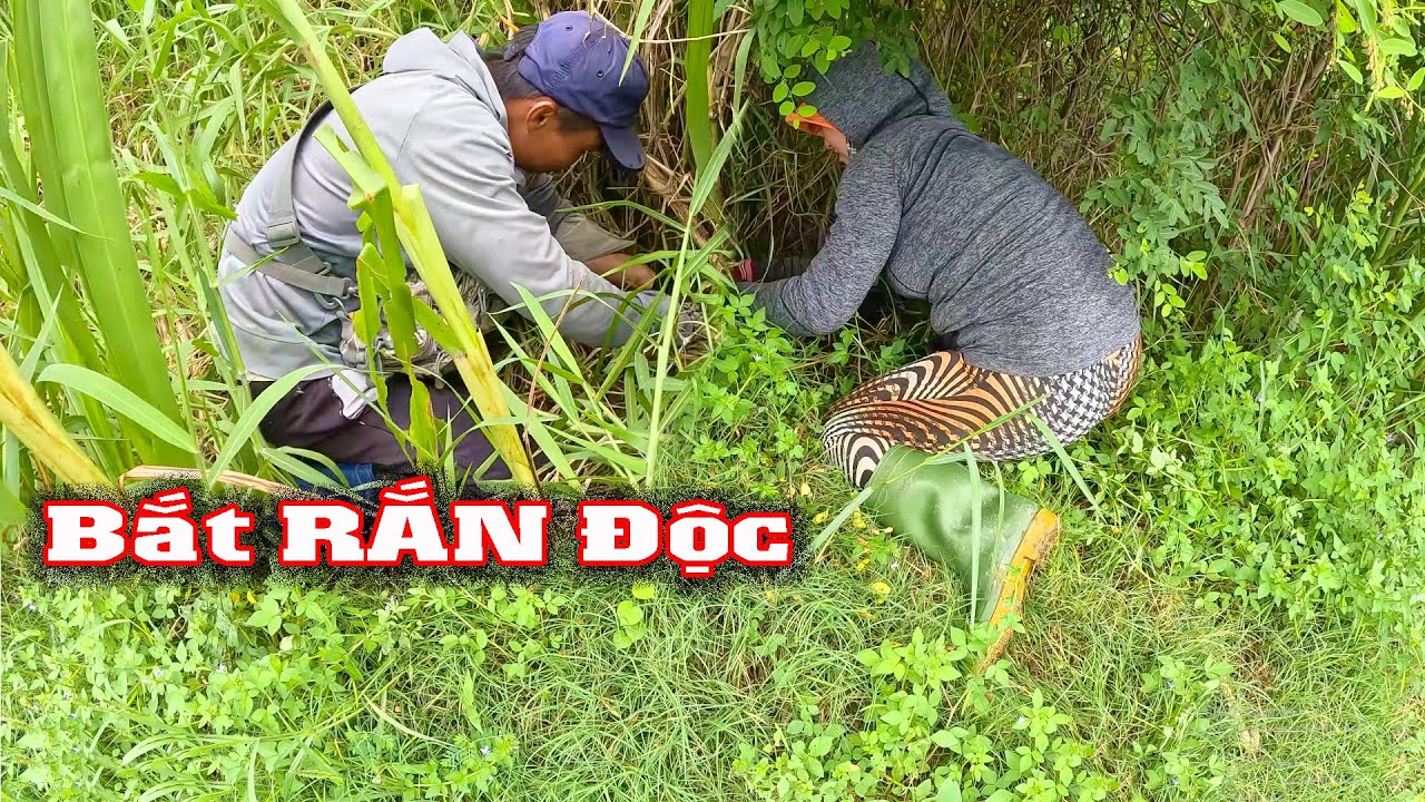 2/9 Săn RẮN Hổ Mang Trong Khu Trại Gà # CSBR # 388