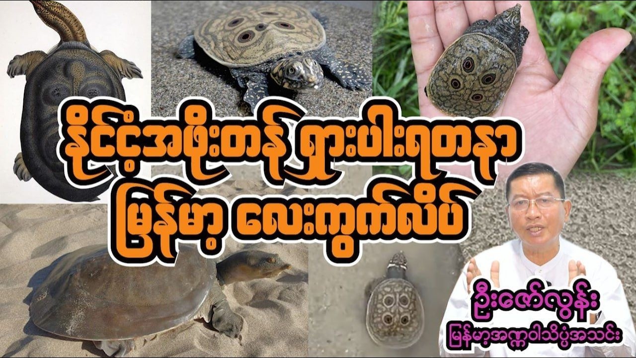 ကမ္ဘာပေါ်မှာ မြန်မာနိုင်ငံ မှာပဲ ရှိတဲ့ 'မြန်မာ့လေးကွက်လိပ်'