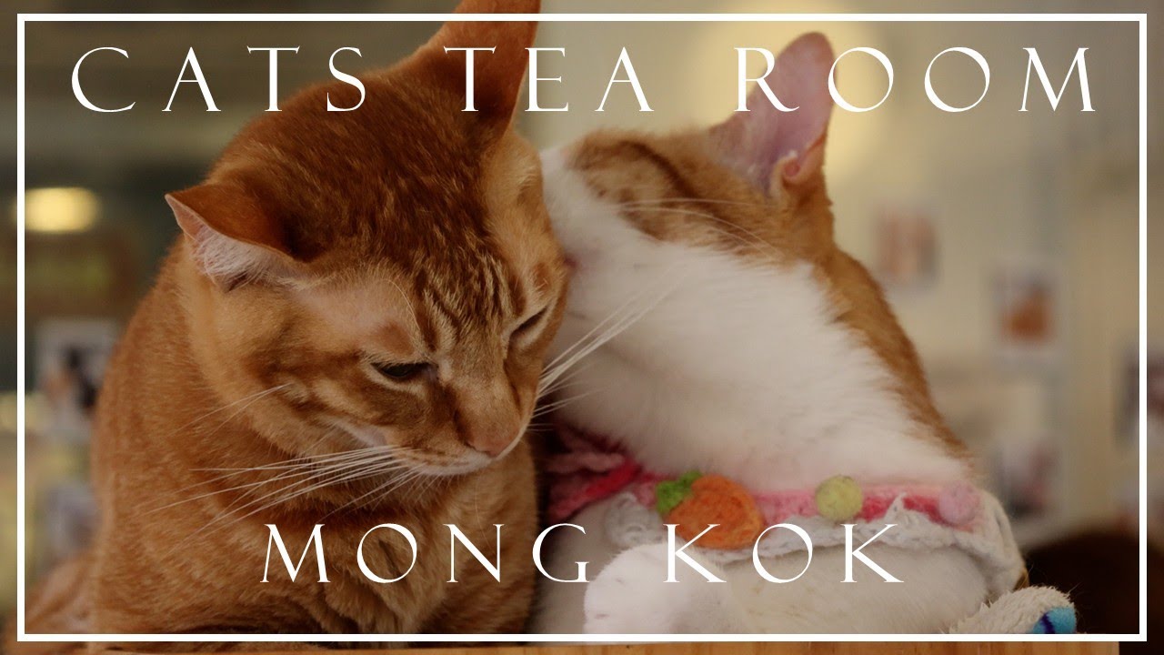 Cats Tea Rooms, Mong Kok