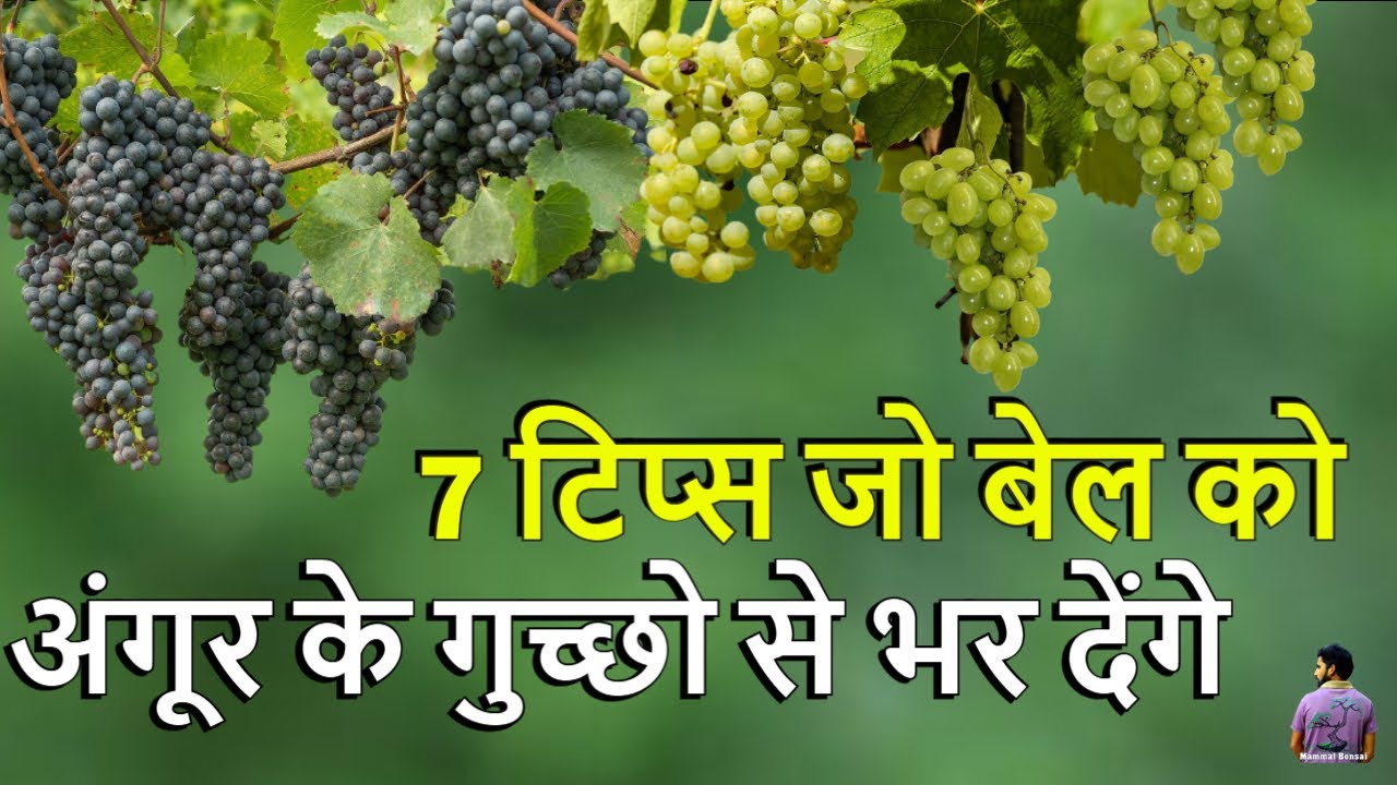आपकी अंगूर की बेल को अंगूर के गुच्छो भर देंगे ये 7 टिप्स। How to Get More Grape Fruiting .