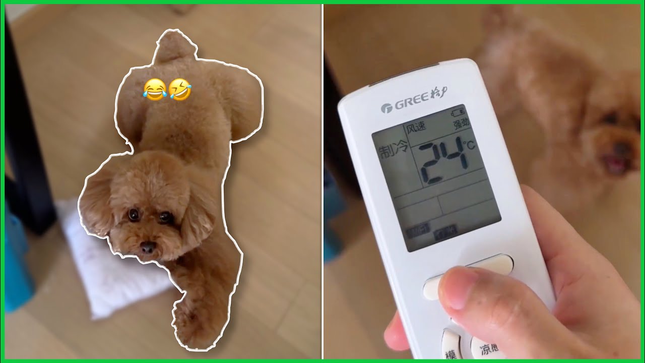 你家狗子知道開空調後會做什麼？