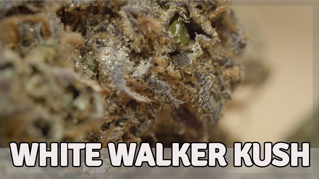 WHITE WALKER KUSH - Hybrid - THC 22%