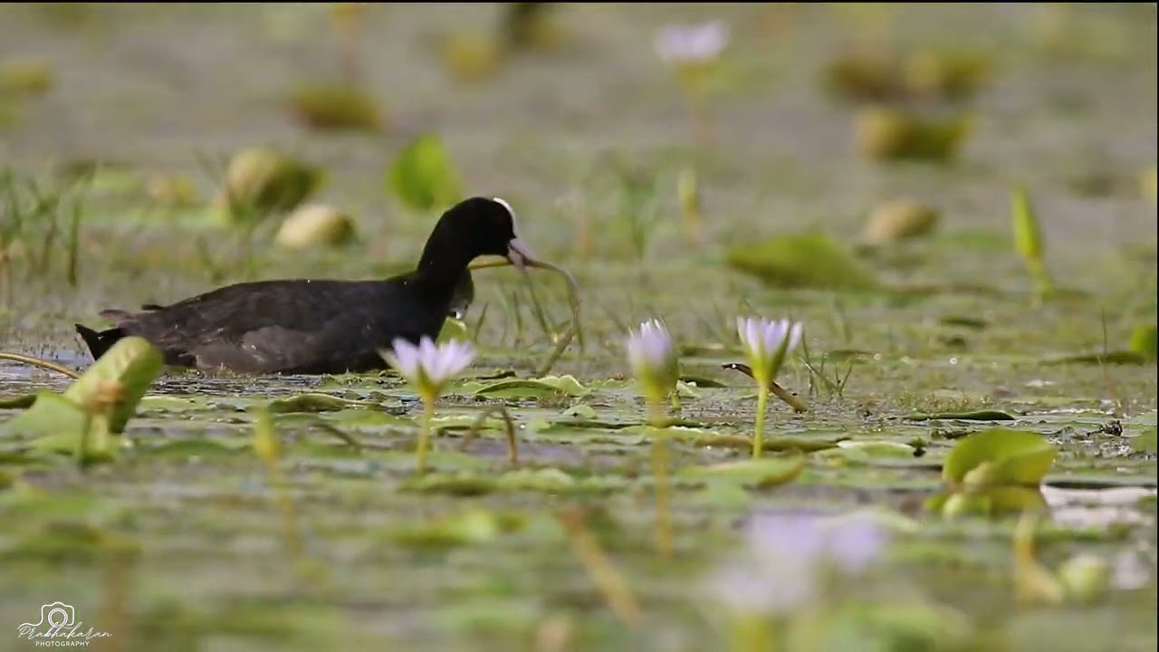 Common Coot - Nesting (Part 2)