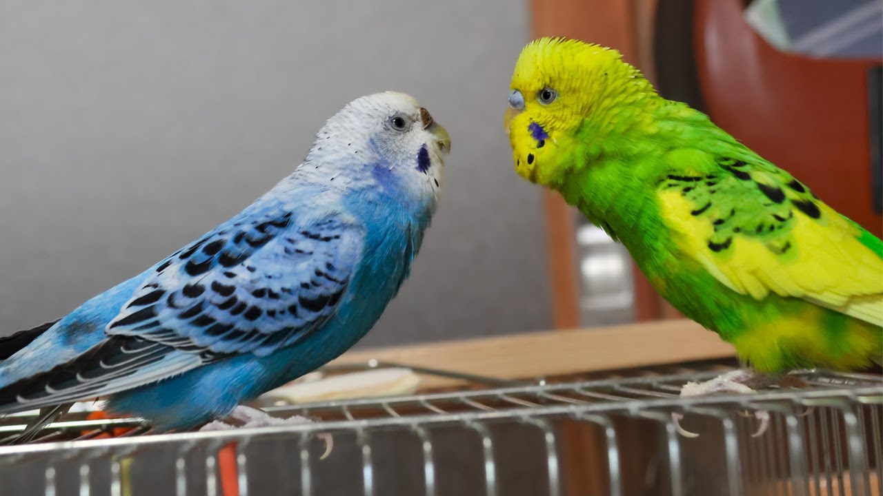 セキセイインコの「ピッコ」ちゃん成長の日記です