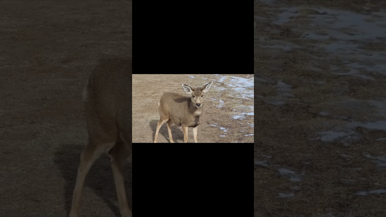 Elmo, a retired 27 year old #horse, shares his food with #Deer. #farmlife #horses #heelers 