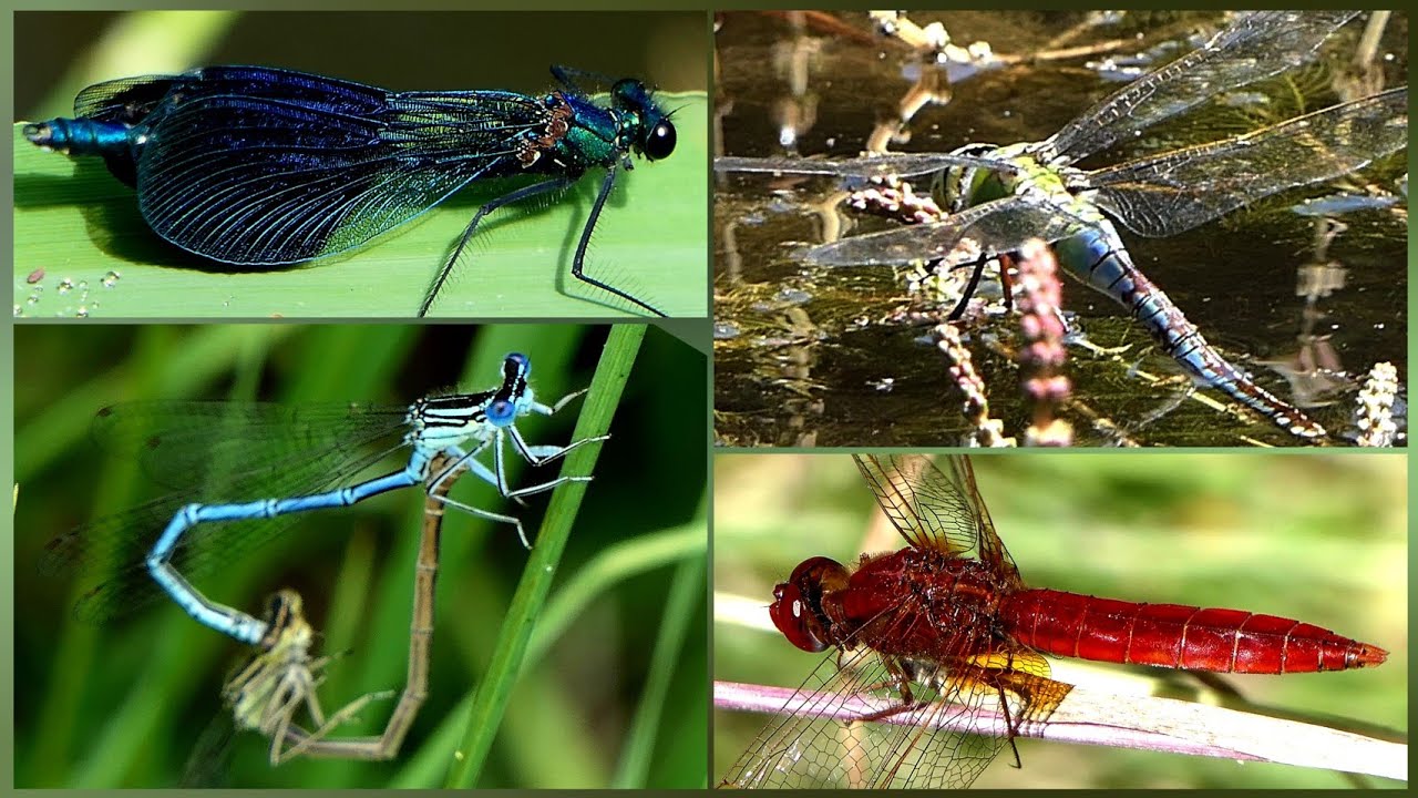 Libellen im Juli 2025, dragonflies in July 2025