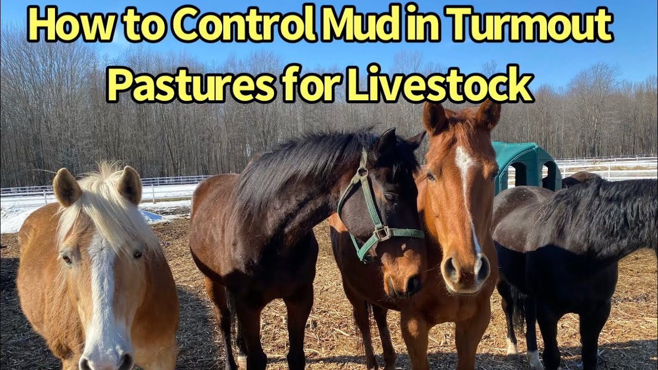 How to Keep Your Livestock and Horses Mud Free and Dry During Wet Adverse Weather