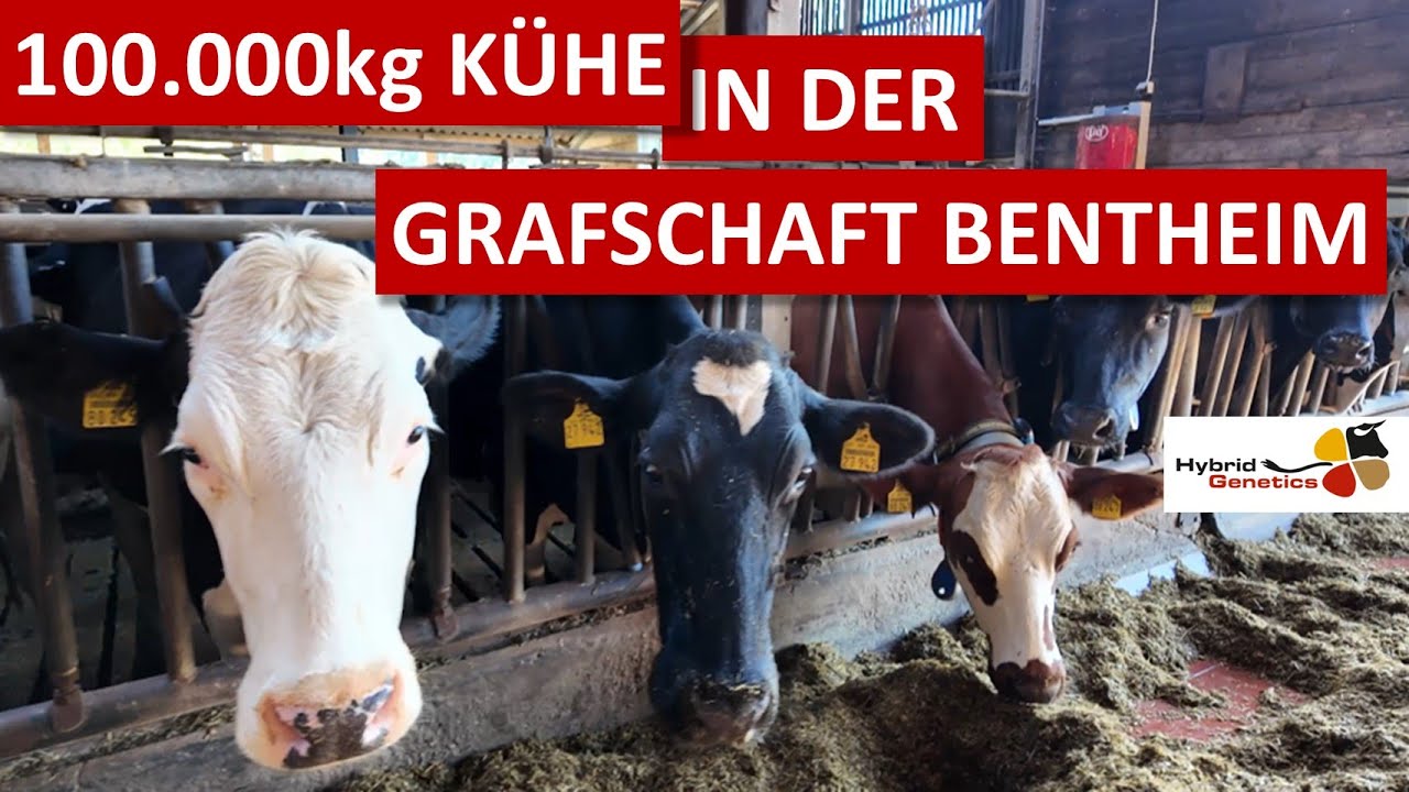 Weniger Tierarzt, mehr Milch, 100.000kg Kühe - das Geheimnis von Berthold Magritz