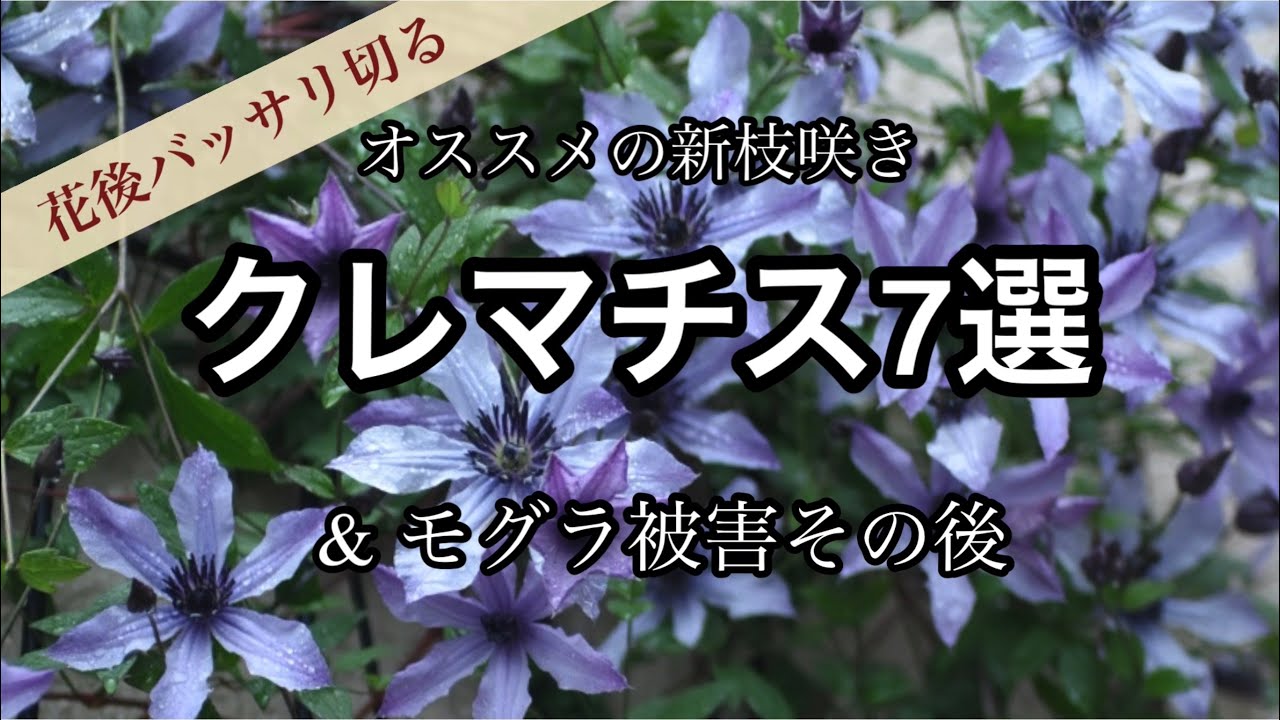 【オススメのクレマチス7選】バラと花期が合い、育てやすい新枝咲きのクレマチス