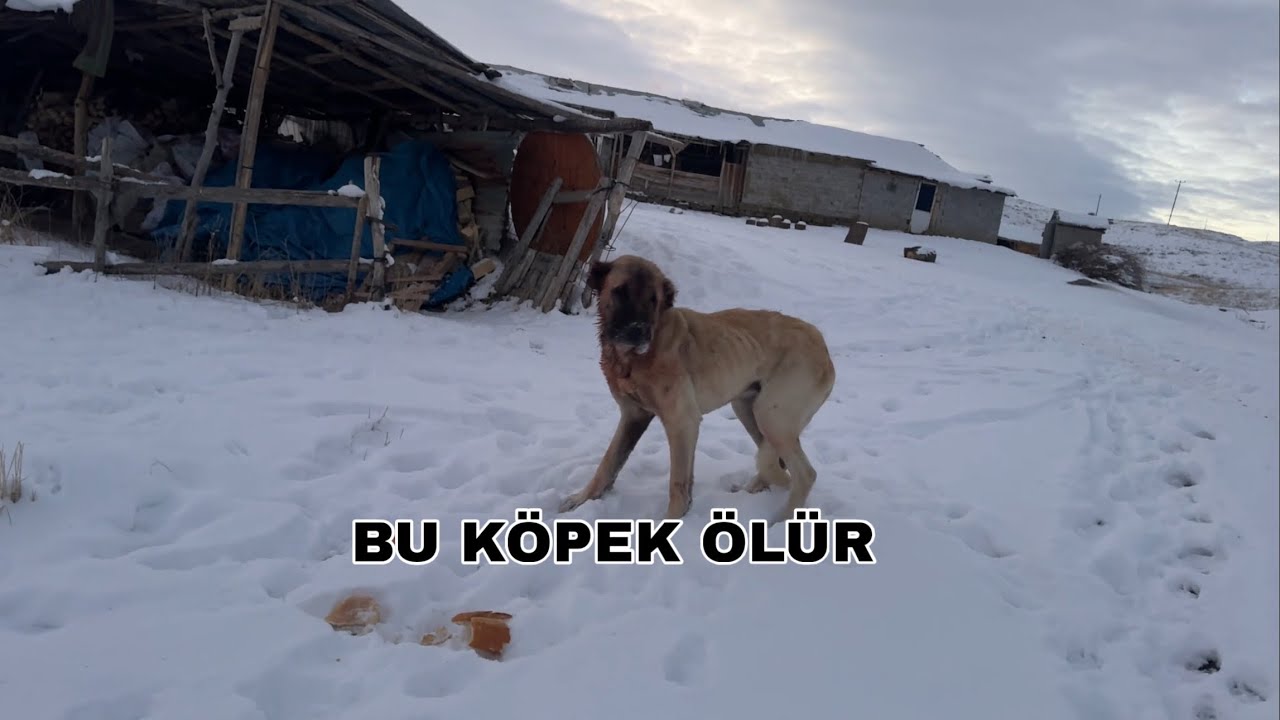 BU VİDEODA KARA DOYACAKSINIZ ! KÖPEĞİ PERİŞAN ETMİŞLER BU KÖPEK ÖLÜR