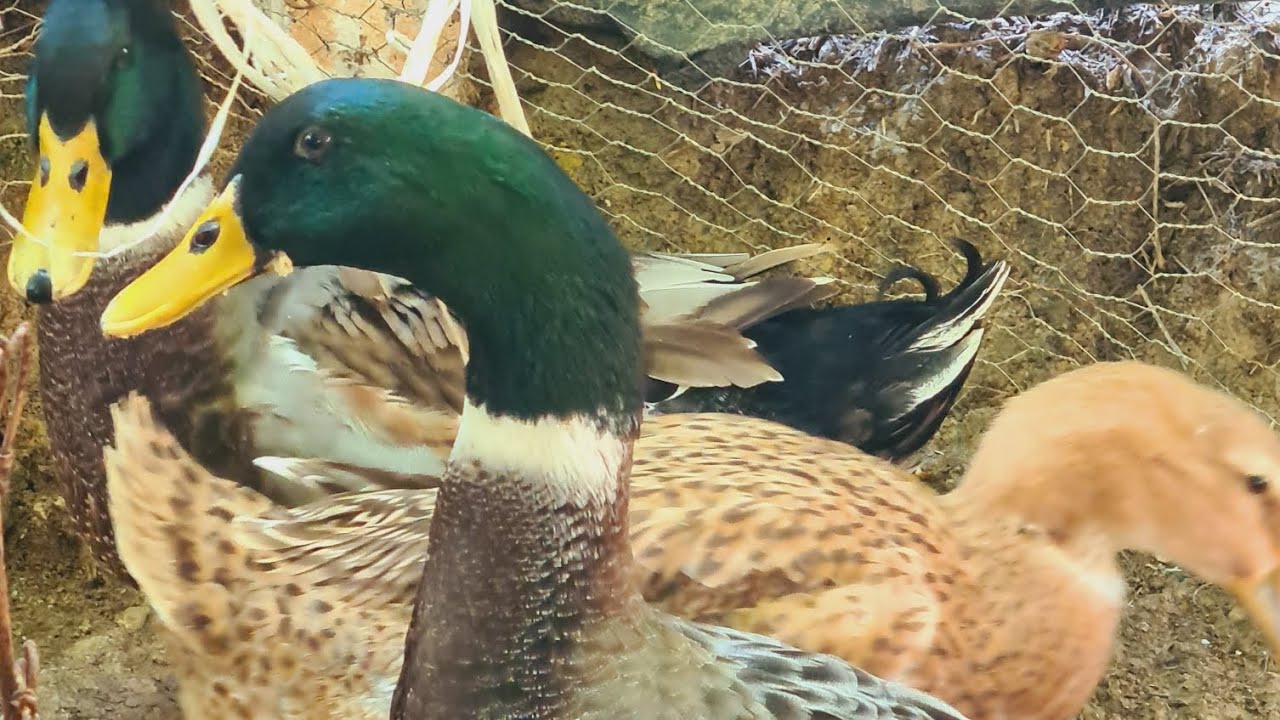 Patos Rouen 5 meses