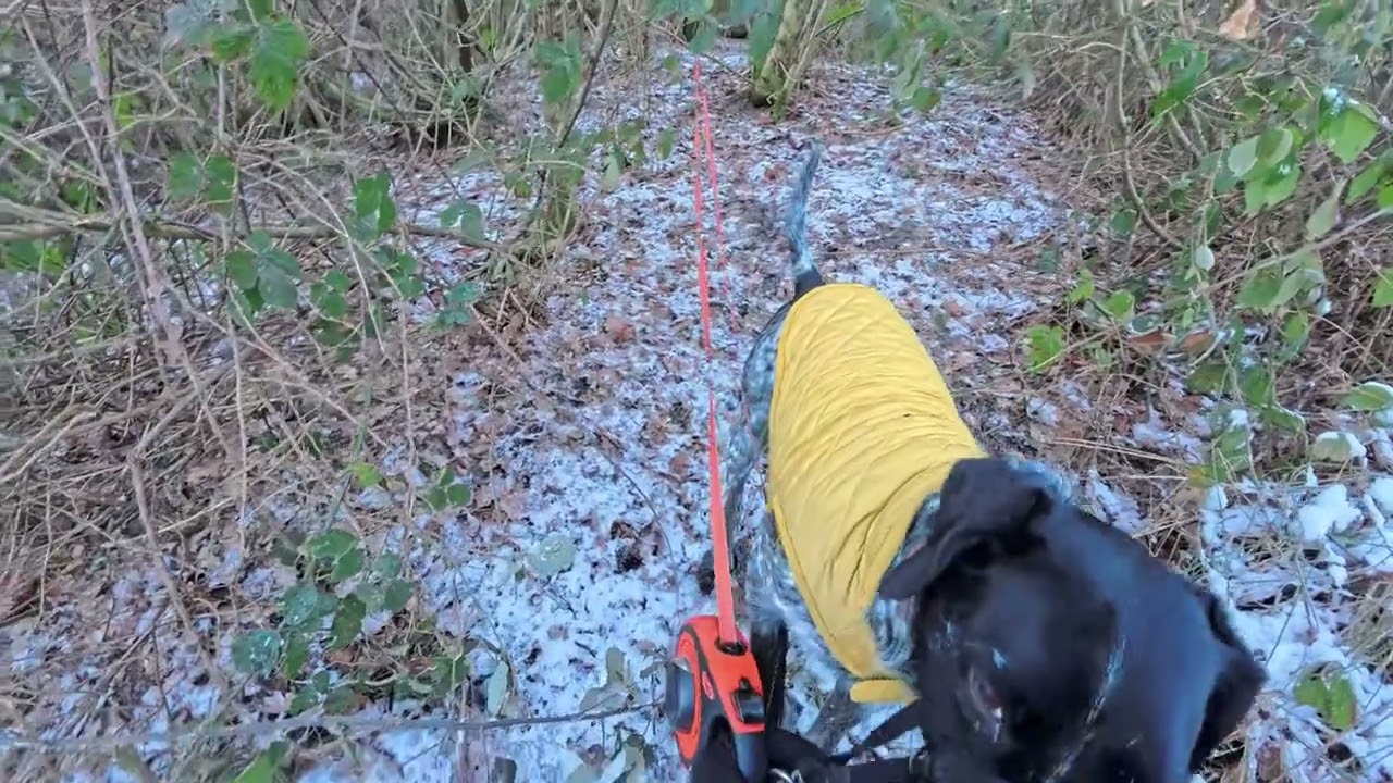 Walkies with Merlin - 04/01/26 - Morning Dog Walk