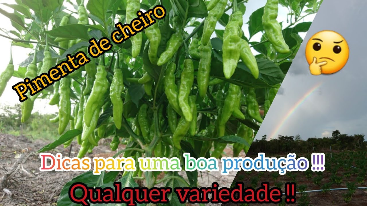 PIMENTA E SEUS CUIDADOS NA FORMAÇÃO INICIAL ⛑️(( Pedidos de amigos 👍))# MARANHÃO