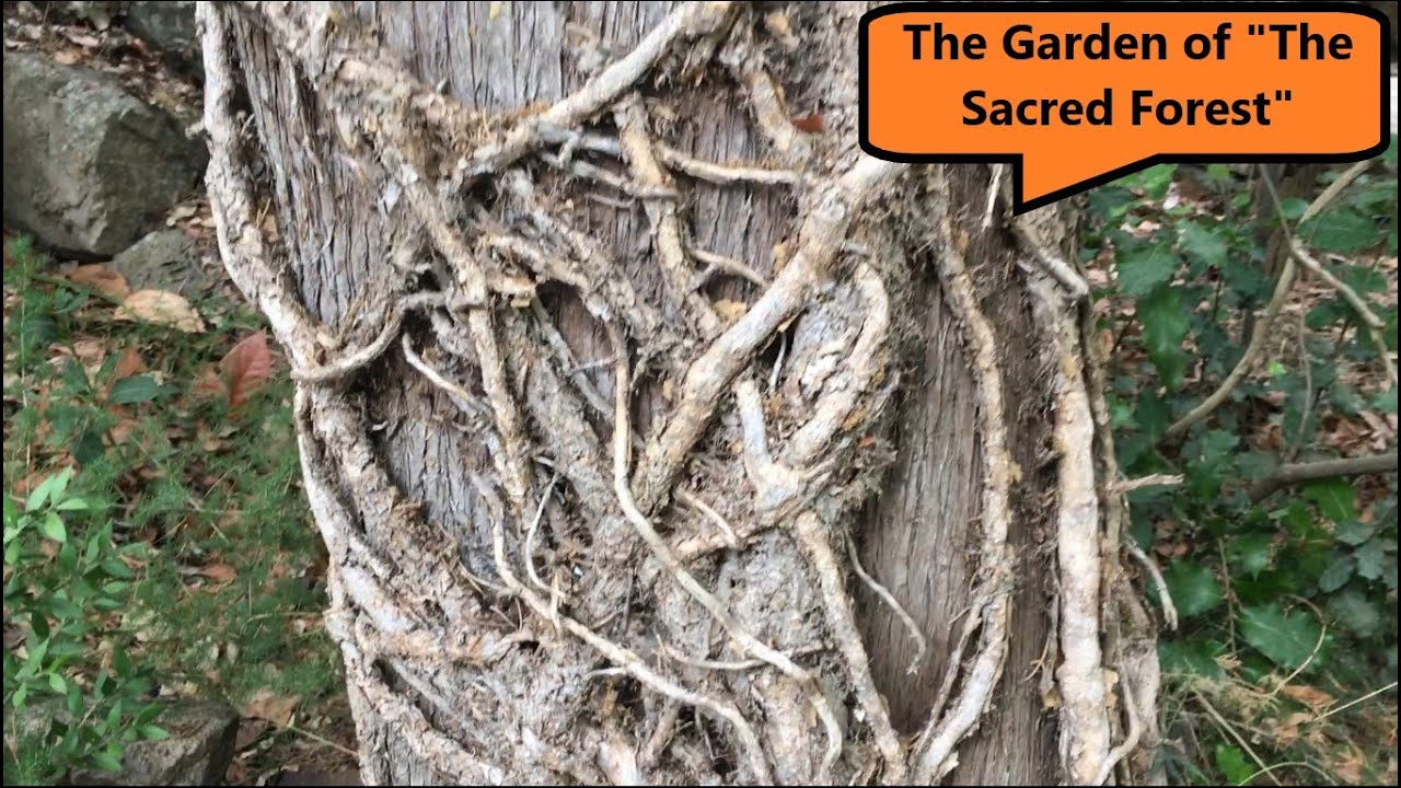 The Garden of 