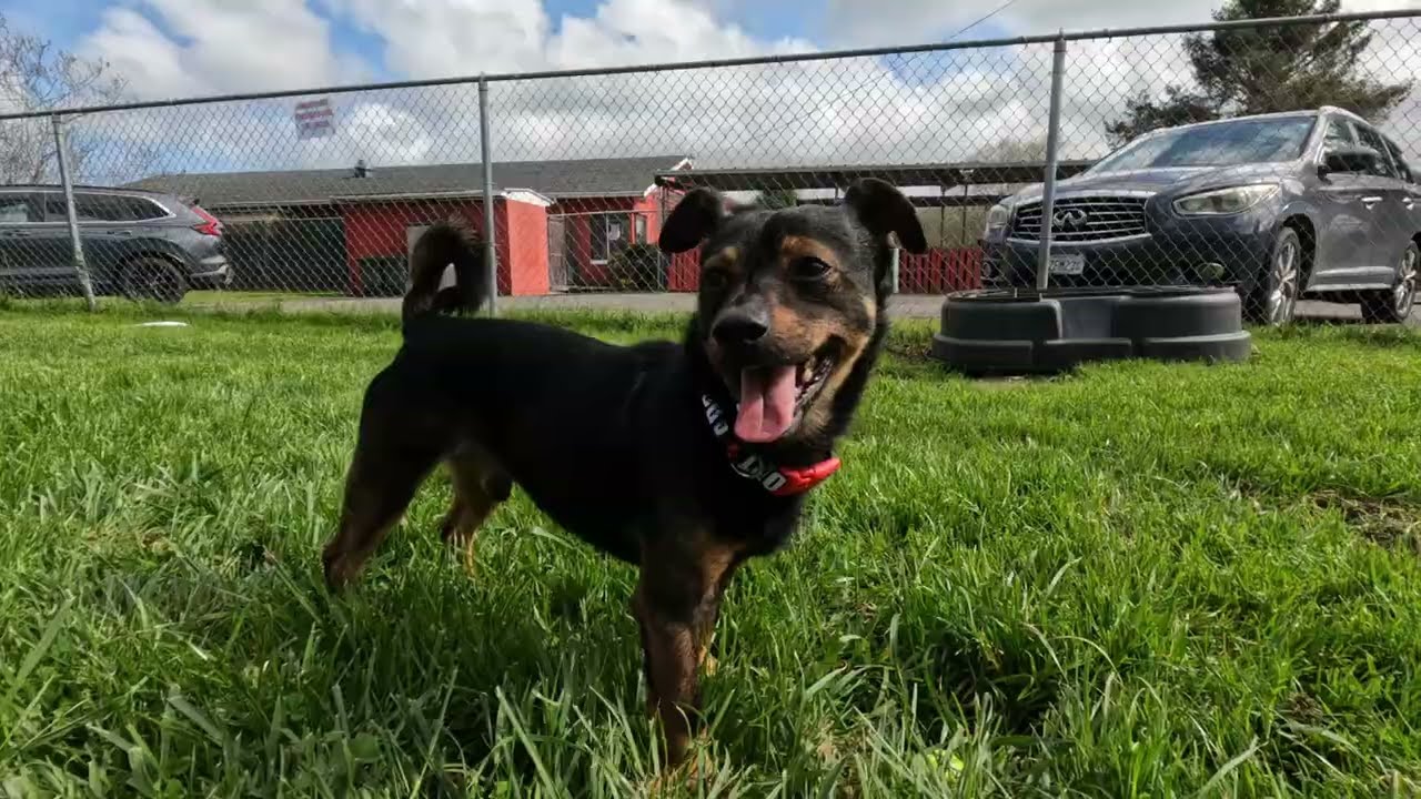 Arlo is waiting for his forever home at the Sequoia Humane Society of Eureka, CA!