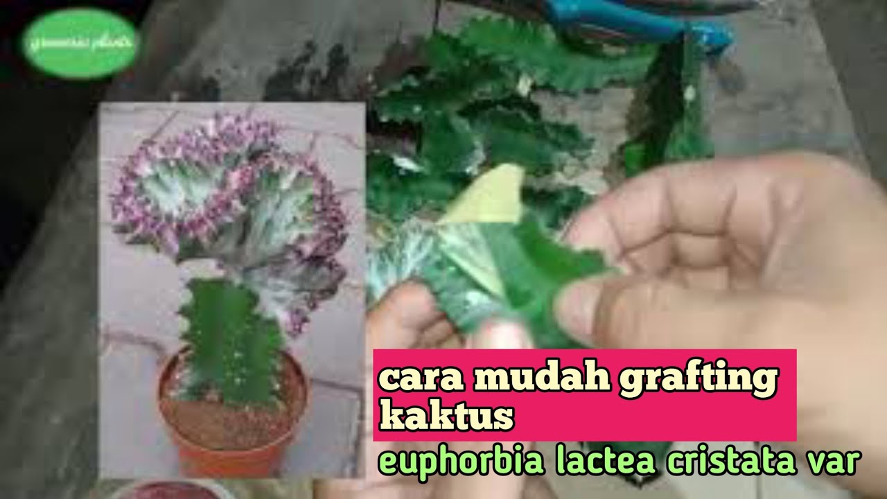 MENYAMBUNG KAKTUS euphorbia lactea dengan euphorbia lactea cristata varigata || mengenal kaktus #7