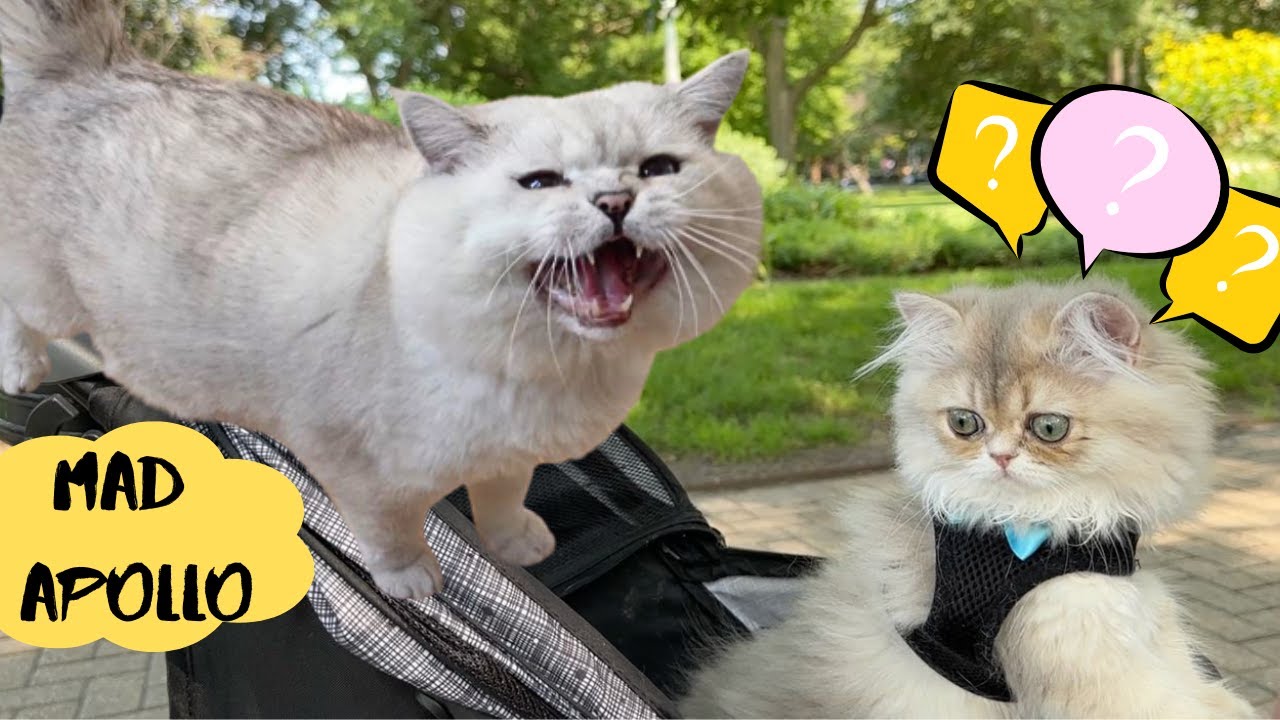 Angry HISSING CAT Apollo and a CUTE kitten