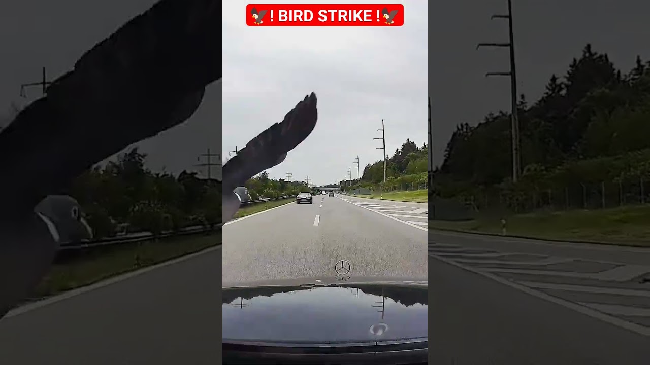 СТОЛКНОВЕНИЕ С ПТИЦЕЙ / CHOC AVIAIRE / BIRD STRIKE