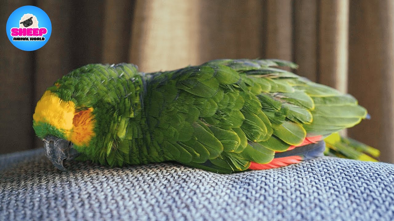 He Was 85 and Alone… Then a Baby Parrot Changed Everything