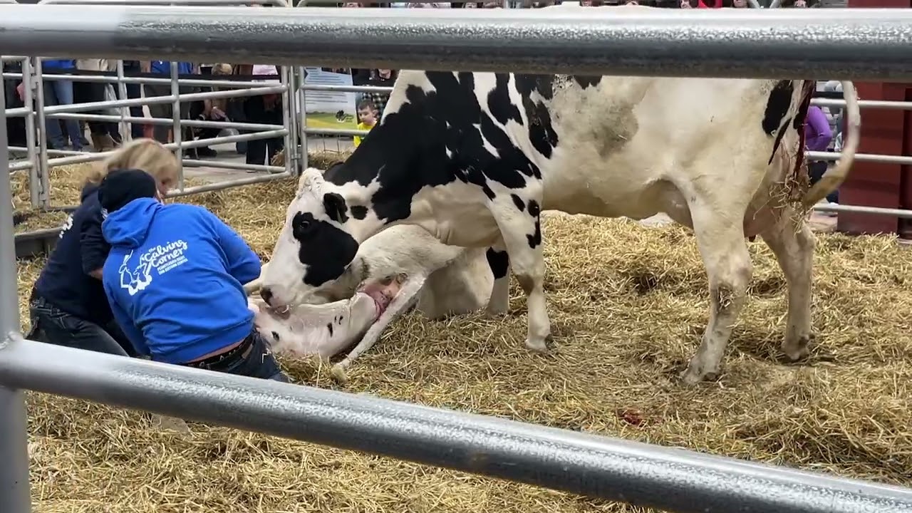 Watch a baby calf being born at the 2024 Pa. Farm Show’s Calving Corner