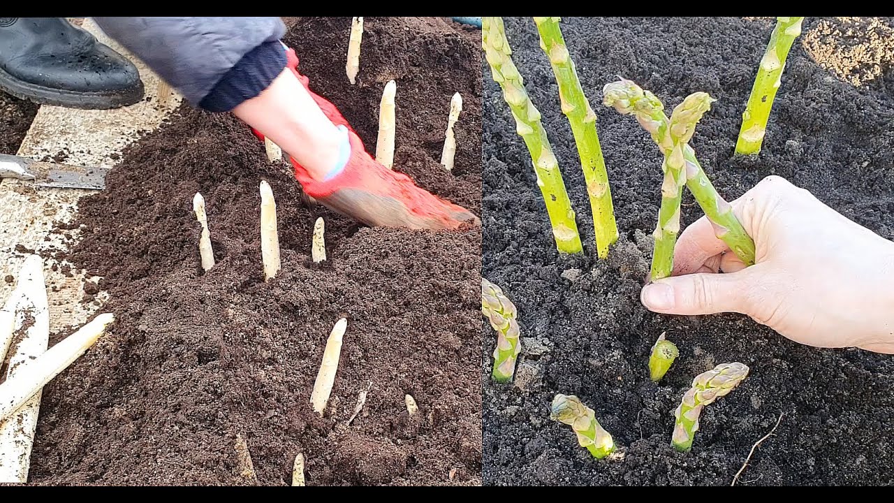 [ENG] How to grow green and white asparagus in a garden bed and in the field. Cultivation  #garden