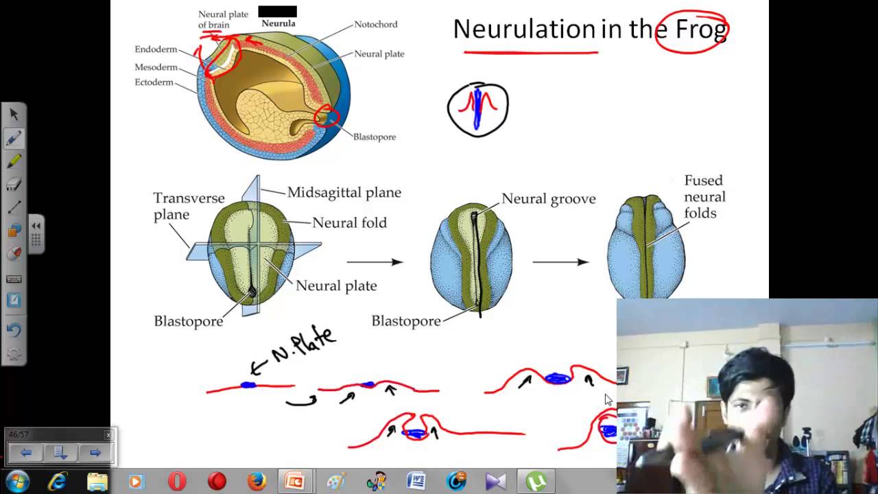 Neurulation | Developmental biology lecture