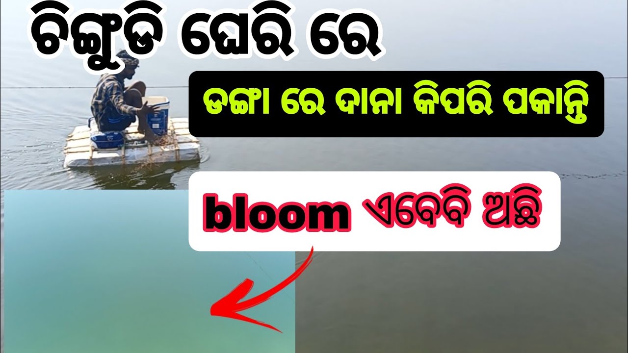 ଚିଙ୍ଗୁଡି ଚାଷ🦐ଡଙ୍ଗାରେ ବସି ଦାନା ପକାଇବାର ସଠିକ୍ ଉପାୟ | How to Feed Prawns🦐