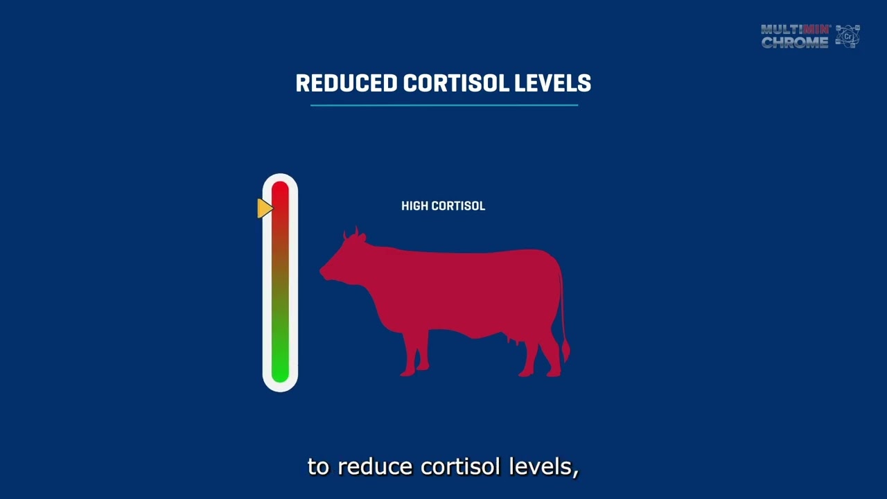 HOW MULTIMIN CHROME WORKS