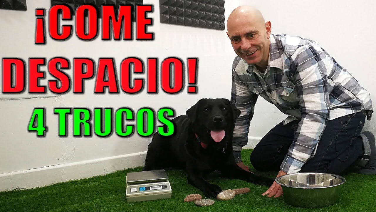 4 TRUCOS para que un PERRO COMA DESPACIO