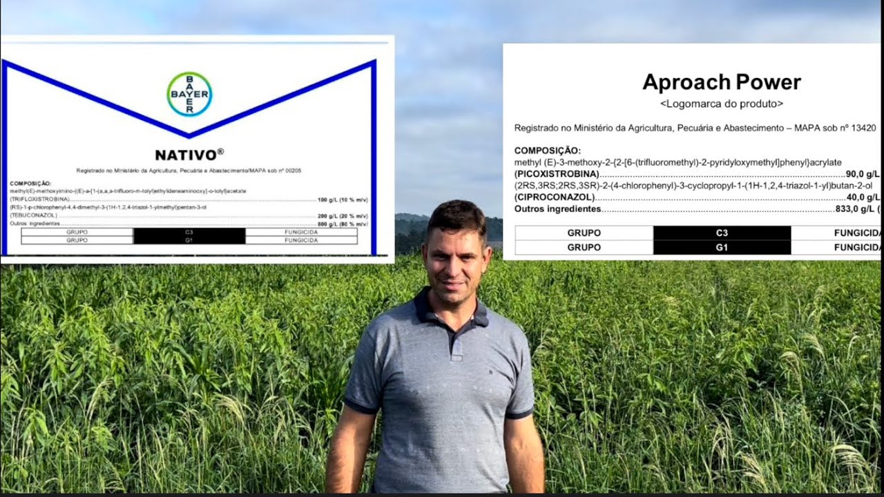 Qual o triazol é mais eficiente para mancha foliar em trigo