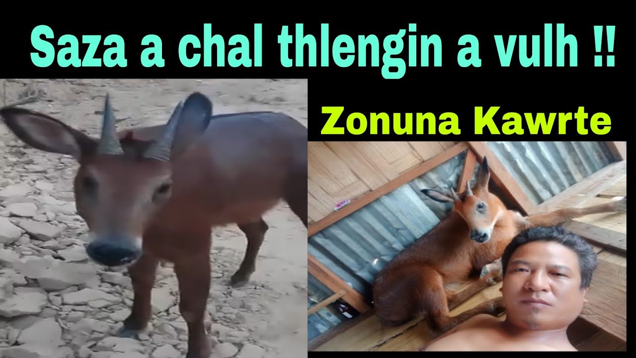 Saza a chal thlengin a vulh !!! Zonuna Kawrte.
