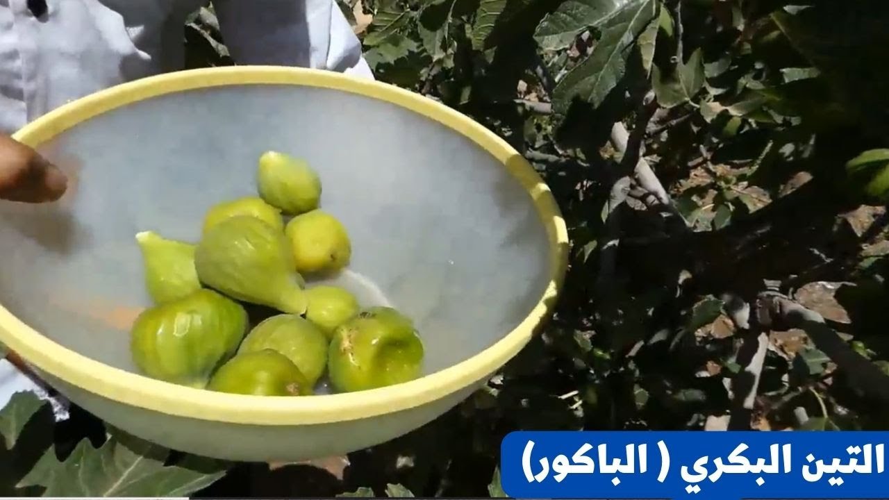 تعرف بنفسك على الفرق بين  التين البكري (الباكور) والتين الصيفي (الكرموس)  / معلومات عن شجرة التين