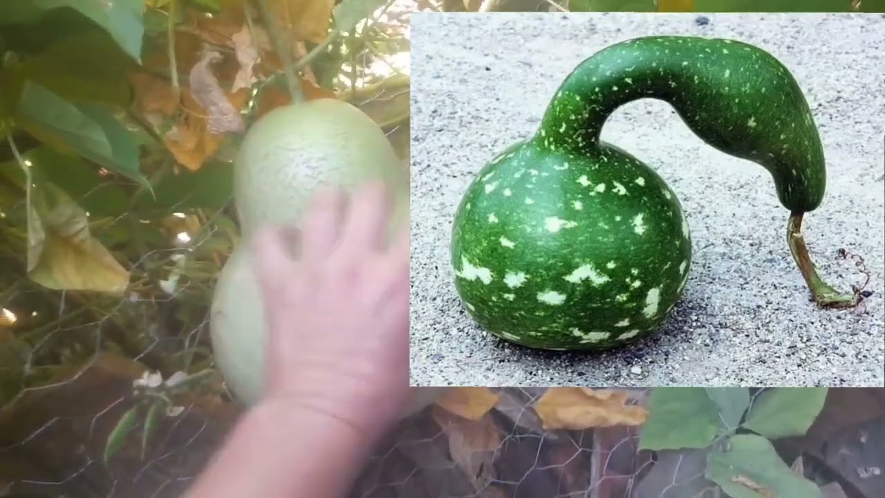 BIENFAITS  DE  LA  COURGE PÈLERINE