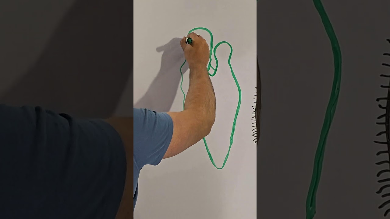 Drawing Euglena: How to Draw Euglena (Euglena Diagram Biology) #biology