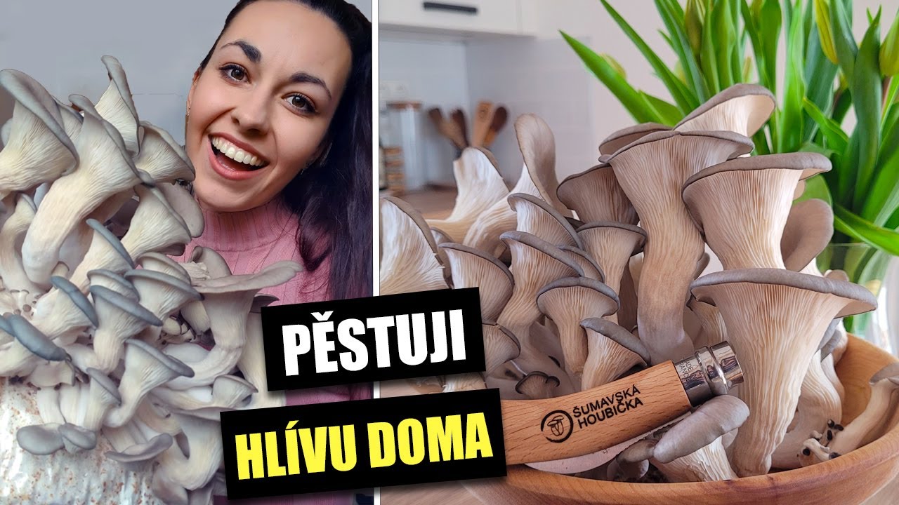 NÁVOD Jak snadno vypěstovat hlívu ústřičnou doma?