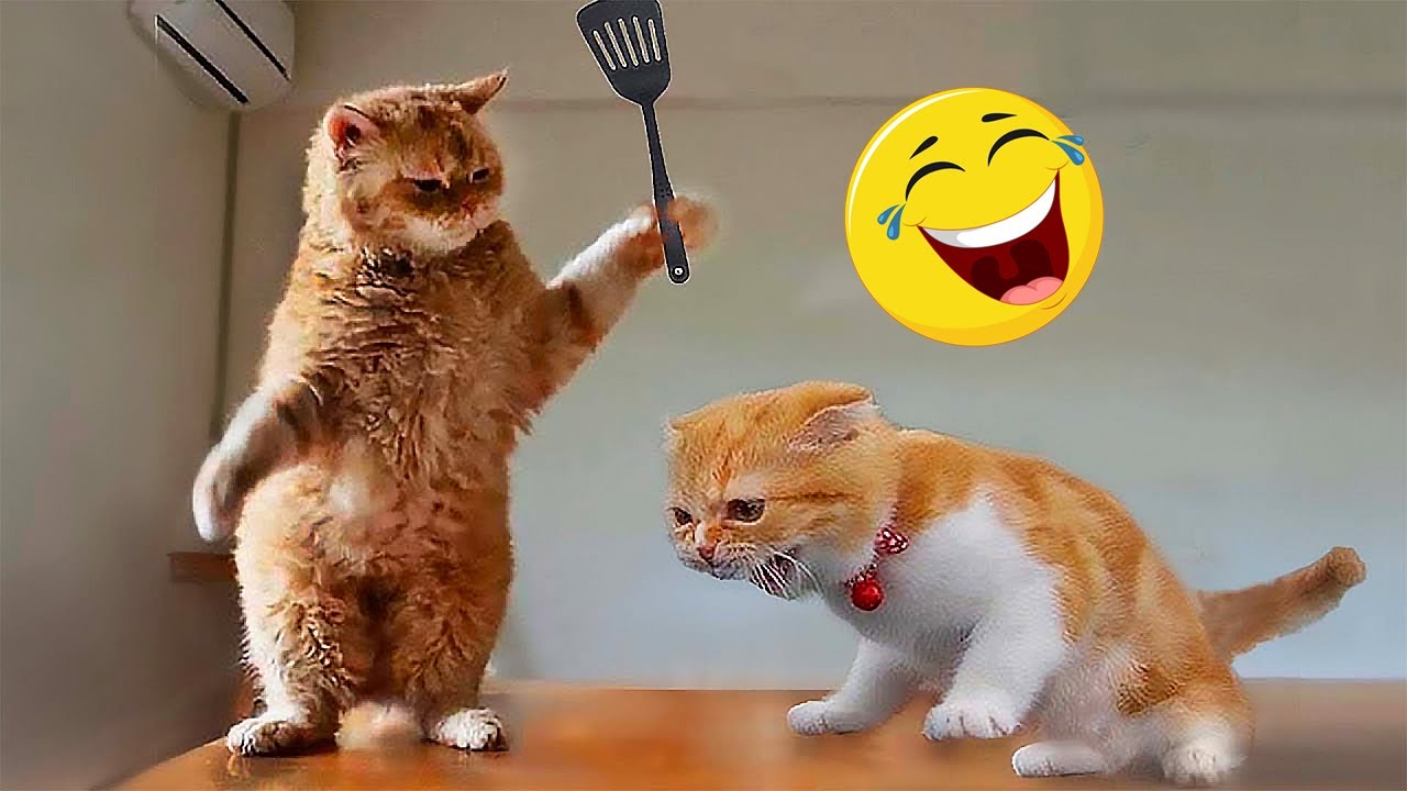 Funny Cat Videos 2023 🙀 Funniest Animals Videos 🐾🤣 #01