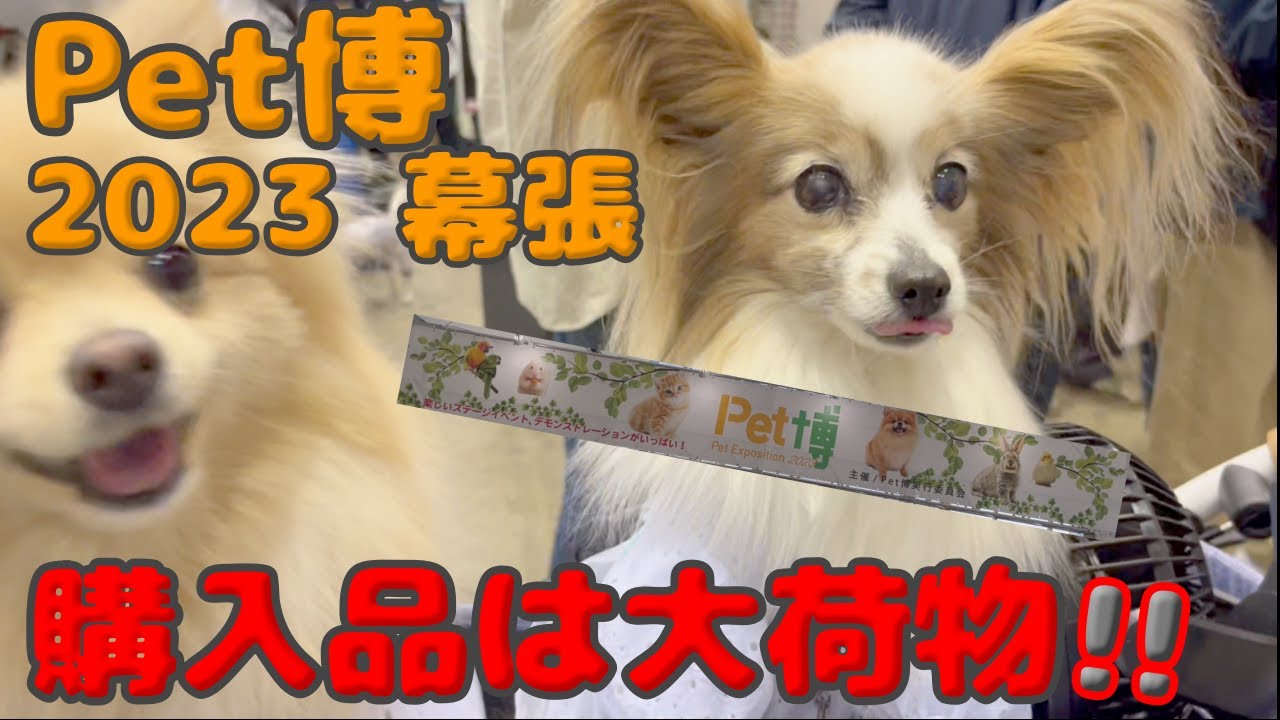 【幕張Pet博2023】初日の様子と、購入品のご紹介‼️＃ペット博＃犬イベント＃パピヨン＃ポメラニアン