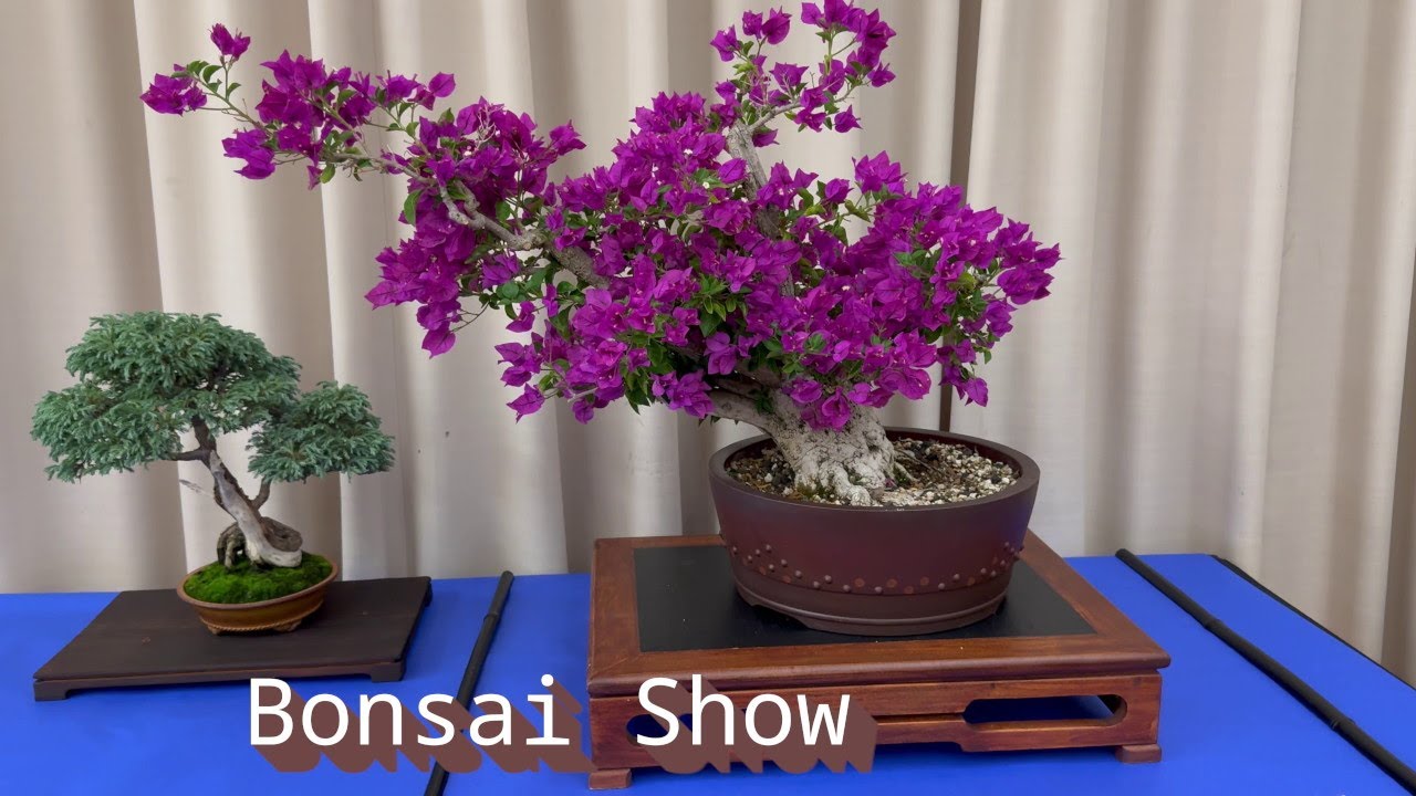 Bonsai Show 2025| Lakeside Garden Center, Oakland