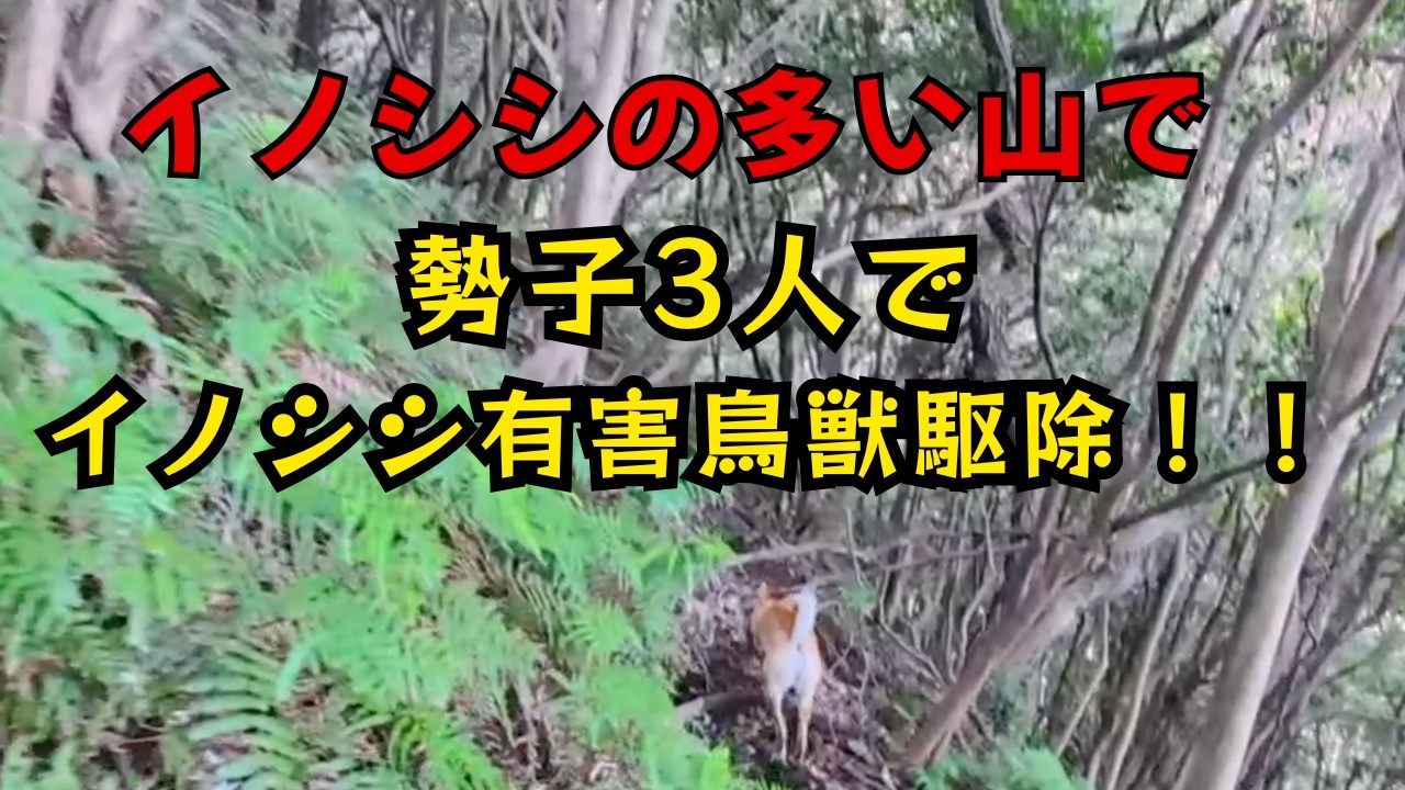 勢子3人でイノシシの形跡の多い山で有害鳥獣駆除