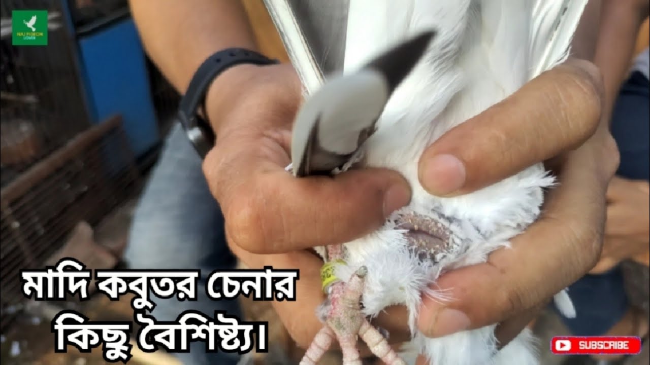 মাদি কবুতর চেনার উপায় | মাদি কবুতরের কিছু বৈশিষ্ট্য | How to identify a female pigeon
