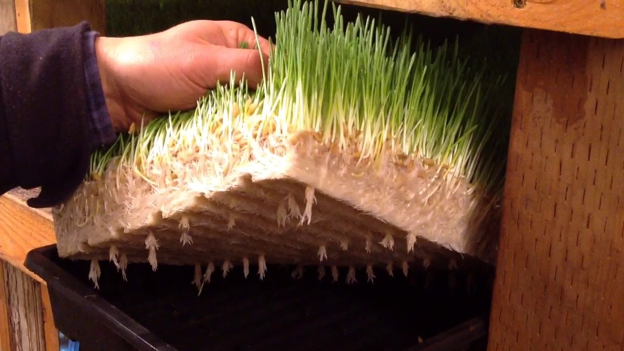 7 U Ranch, Sprouted Barley Fodder Tour